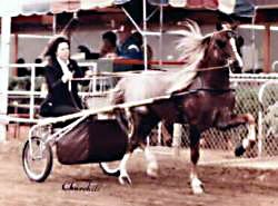 Bristol Sungod being driven and showing his flashy elevated trot